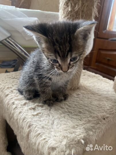 Котенок ласковый мальчик домашний