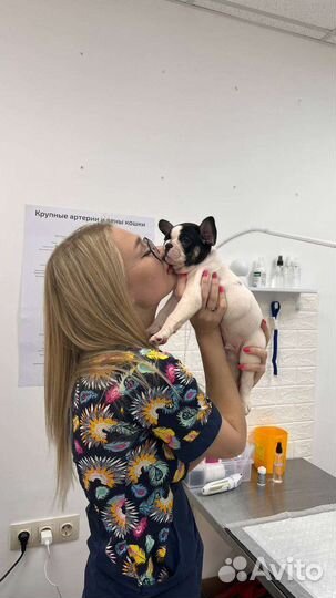 Ветеринарный врач на дом