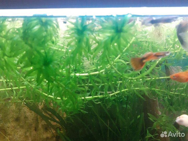 Растения пистия и Элодея канадская