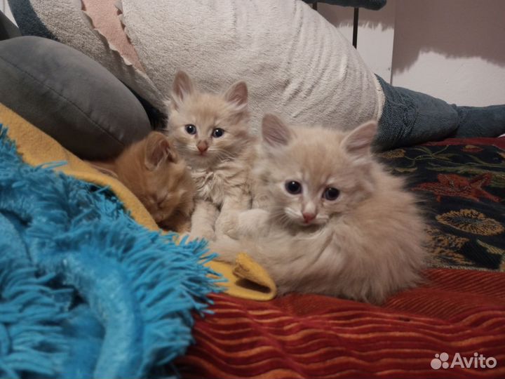 Котята в добрые руки