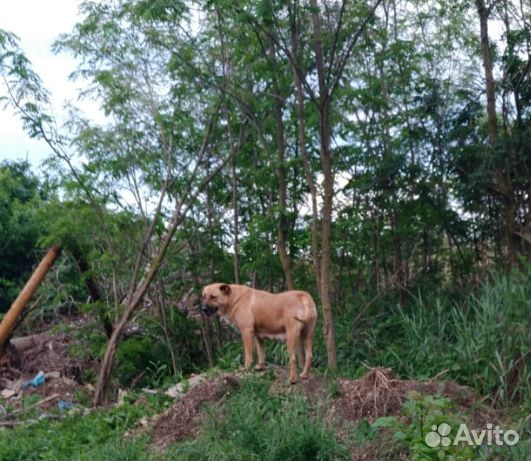 Щенок крупной породы
