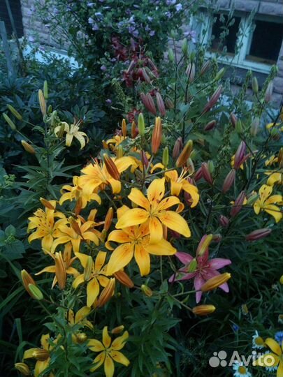 Срезка цветов Готовые букеты на 1 сентября