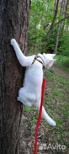 Котик в добрые руки