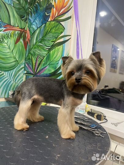 Груминг собак, стрижка собак, грумер