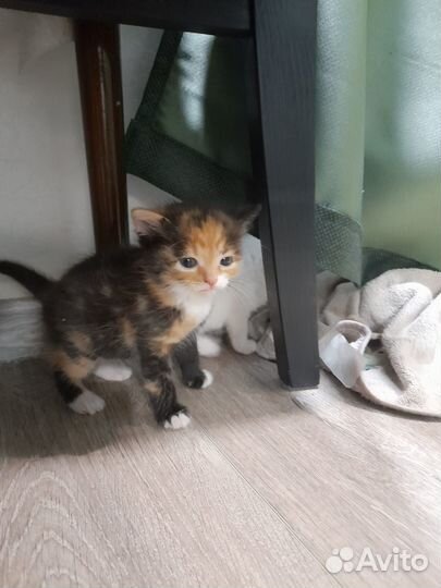 Котята в добрые руки даром