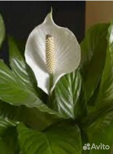 Комнатные цветы