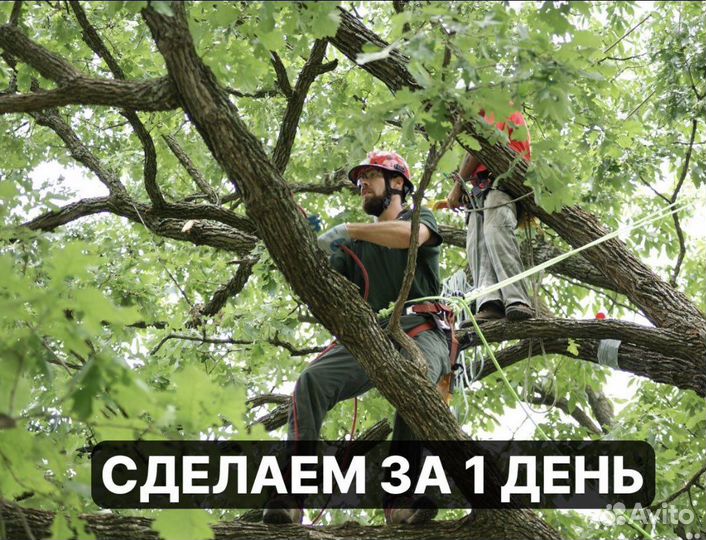 Спил деревьев расчистка участка дробилка выкорч
