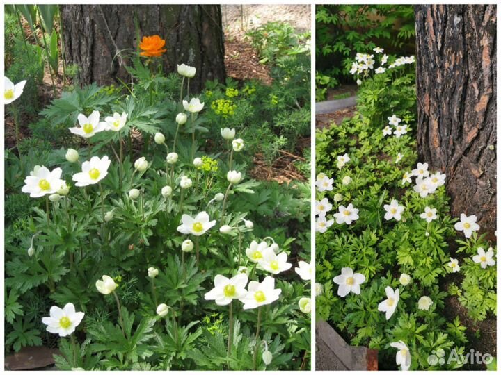 Многолетние цветы для сада