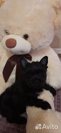 Йоркширский терьер