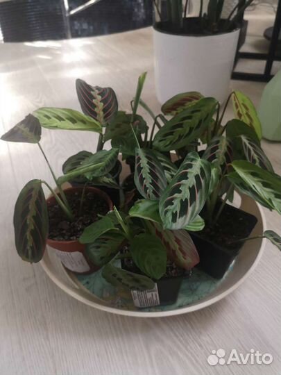 Маранта триколор