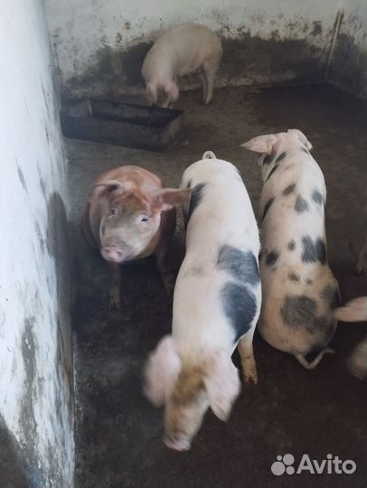 Свини оптом