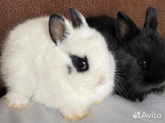 Кролики из питомника