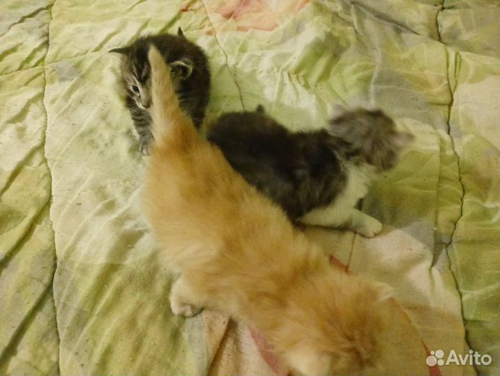 Котята в добрые руки