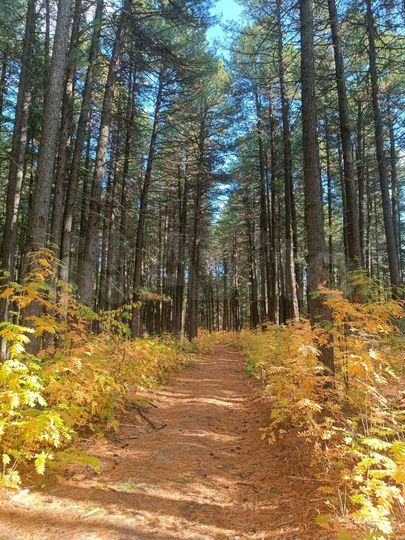 Участок 33 сот. (ИЖС)