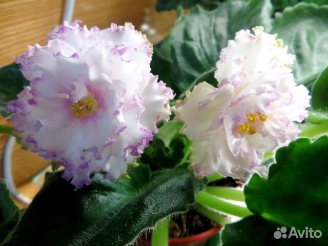 Продам папоротники, сортовые фиалки и фуксии, хойи