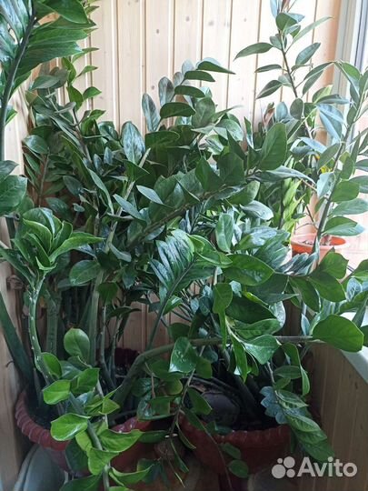 Замиокулькас (долларовое дерево)