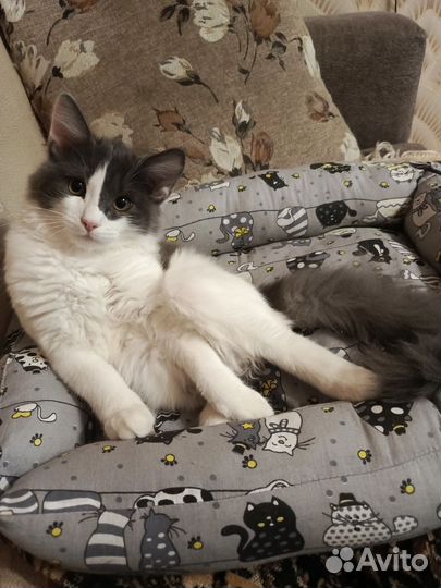 Отдам бесплатно