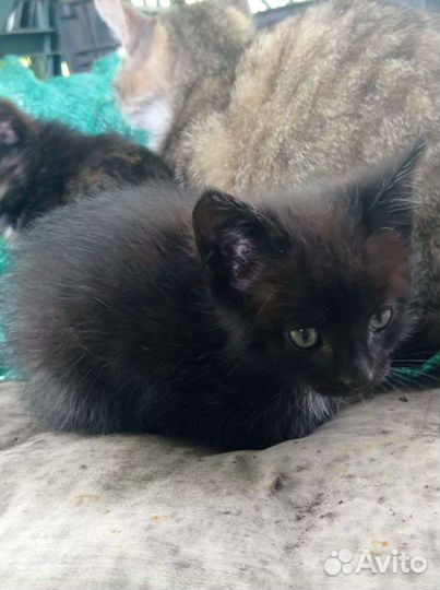 Котята в добрые руки бесплатно