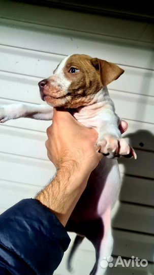 Щенки питбуля