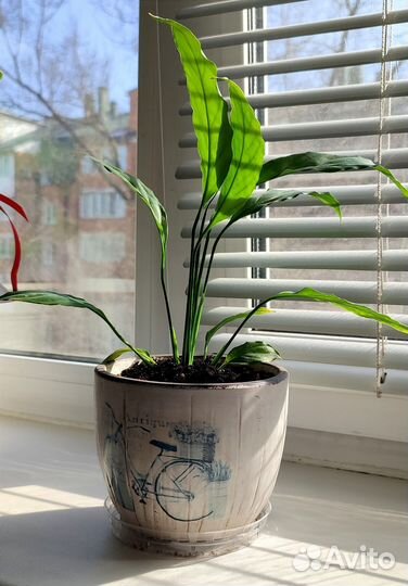 Спатифиллум (женское счастье) комнатный цветок