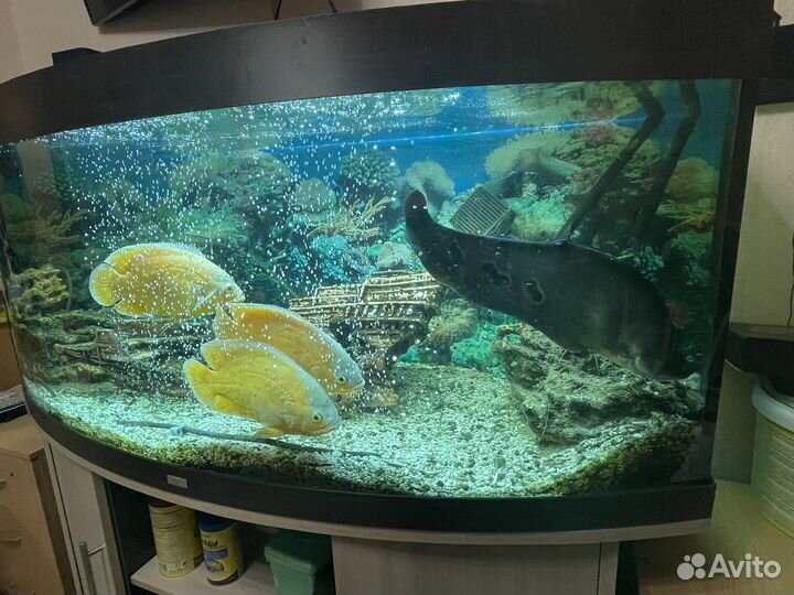 Аквариумный комплекс juwel vision 450 + доп
