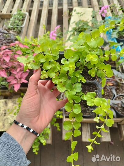 Лизимахия (вербейник монетчатый) черенки