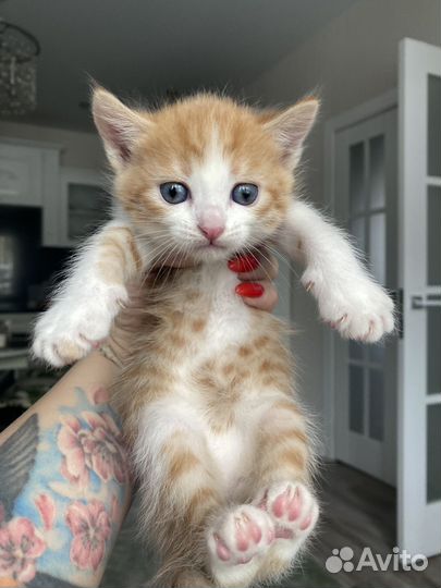 Котята
