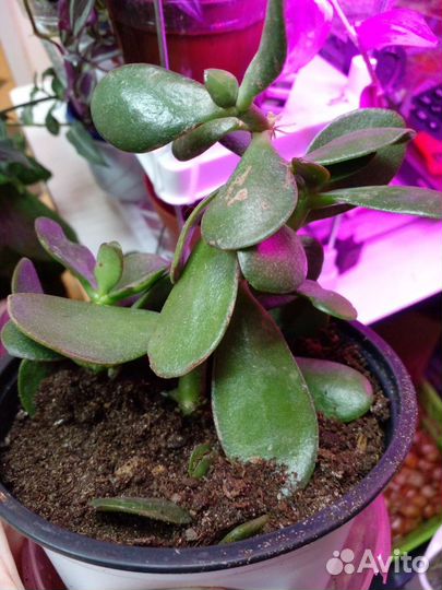 Толстянка (денежное дерево)