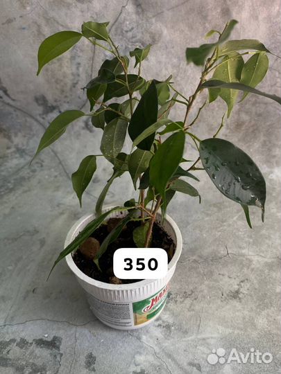 Бенджамина