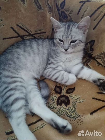 Кошка в дар