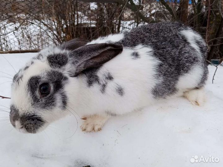 Кролики самцы самки