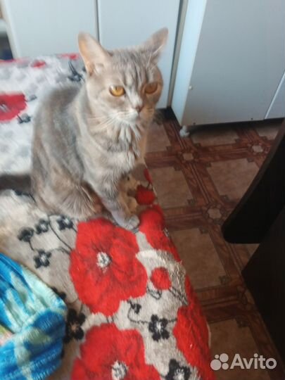 Шотладские вислоухие котята