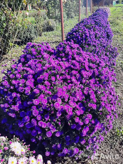 Сентябринки (новобельгийская астра)