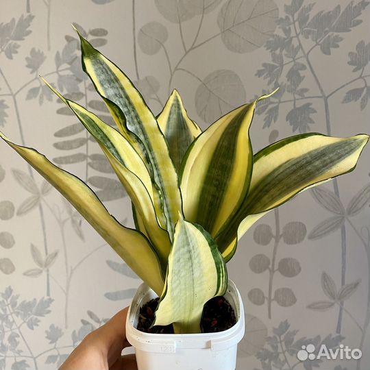 Сансевиерия асахи