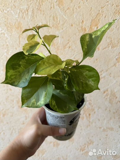 Бугенвиллия вариегатная