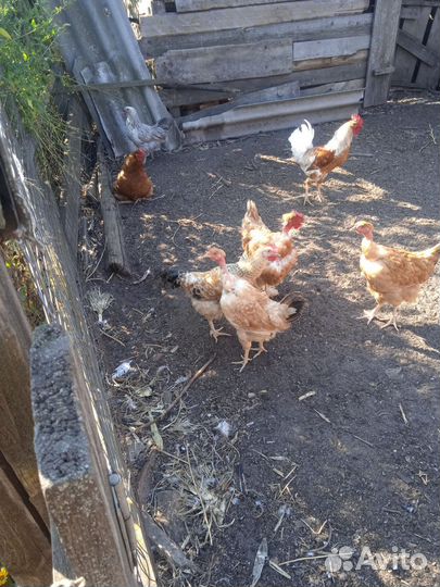 Куры молодки