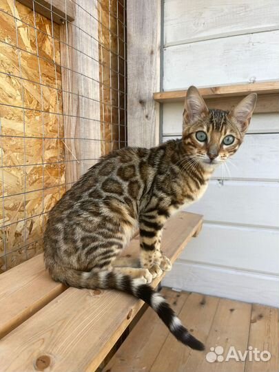 Бенгальская кошка