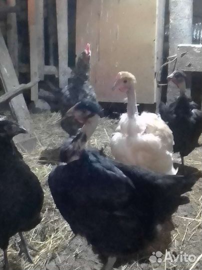 Цыплята,гусята