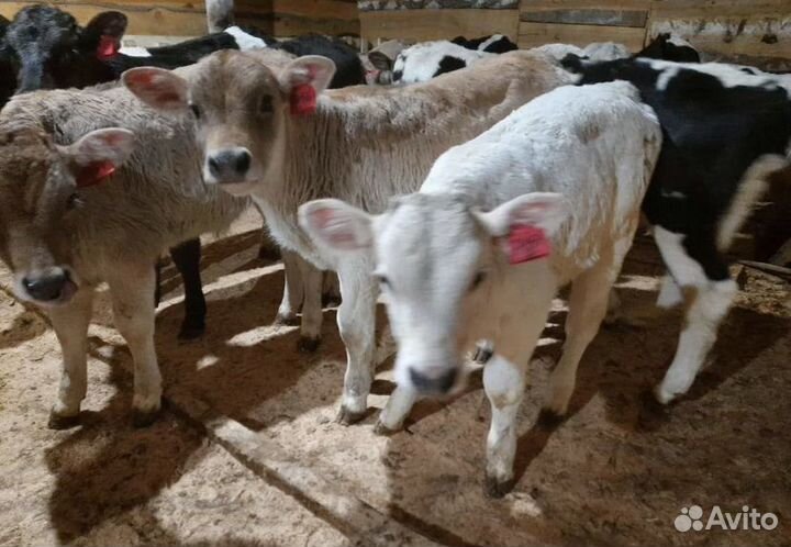 Бычки и телята