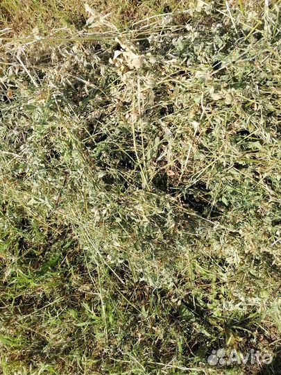 Сено люцерны, разнотравия, суданка