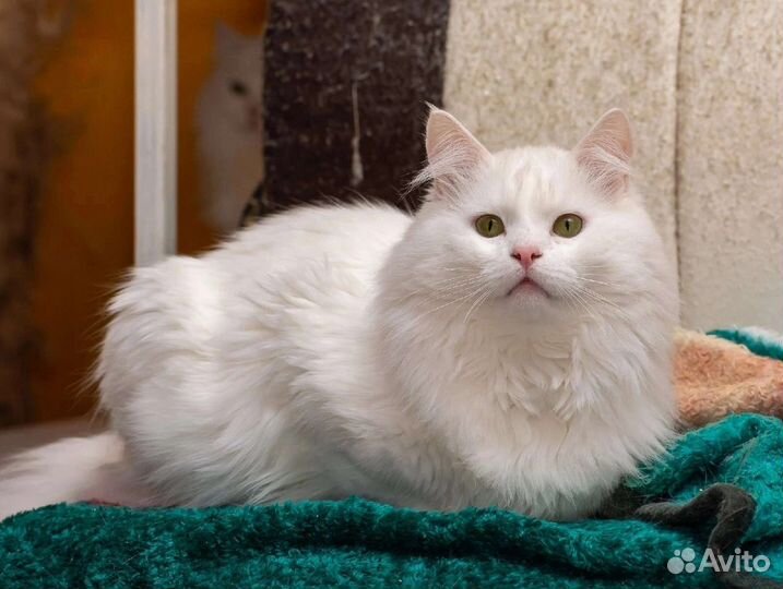 Кеша ищет дом