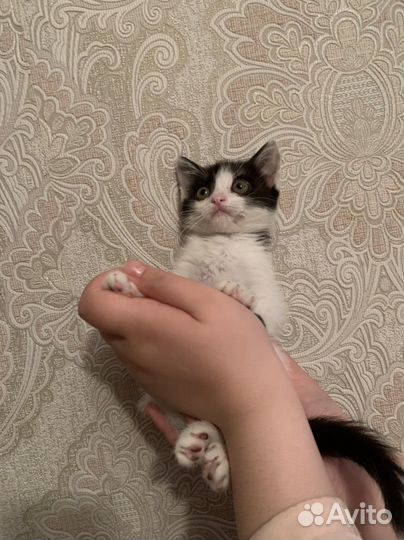 Кошка в дар бесплатно