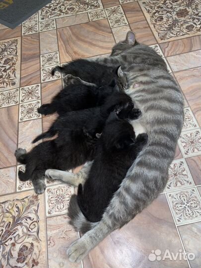 Котята в добрые руки