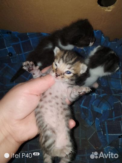 Котята в добрые руки