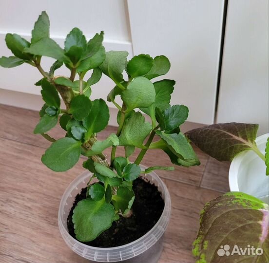 Домашние растения цветы