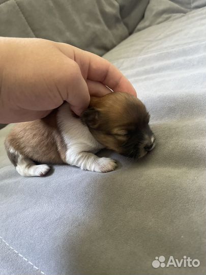 Собака в добрые руки маленькая порода