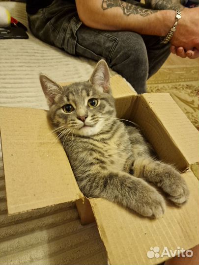 Котик бесплатно