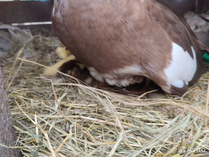 Утка с утятами