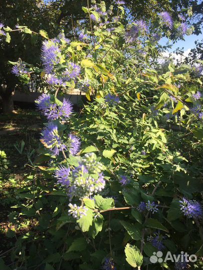 Кариоптерис