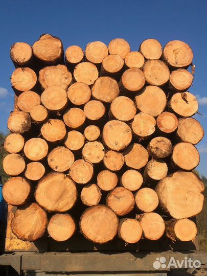 Лес кругляк